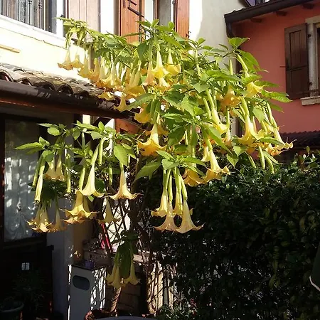 Oda ve Kahvaltı La Carbonara 6 *